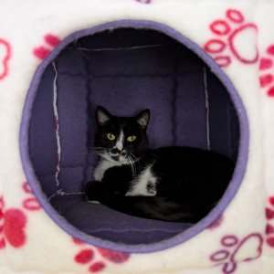 The Cat-mosphere Cave
